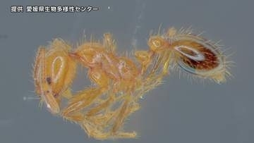 県内で4例目 今治市で特定外来生物のアカカミアリを確認【愛媛県】