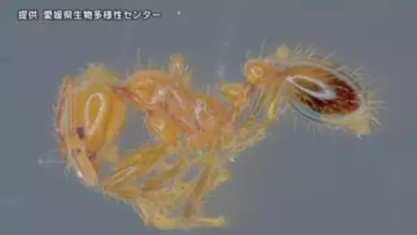 県内で4例目 今治市で特定外来生物のアカカミアリを確認【愛媛県】