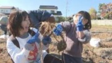 島育ち！幻の白いサツマイモ　新居浜特産「七福芋」の収穫祭