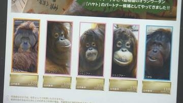 オランウータンの「国際共同繁殖プロジェクト」を応援！ジェニファーのオリジナル記念切手を発売