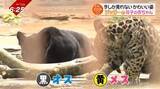 「CH.ZOO　とべ動物園に新たな仲間・双子の赤ちゃんジャガー公開！2匹の可愛い姿にお宝映像も【愛媛】」の画像1