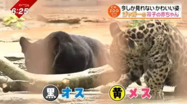 CH.ZOO　とべ動物園に新たな仲間・双子の赤ちゃんジャガー公開！2匹の可愛い姿にお宝映像も【愛媛】