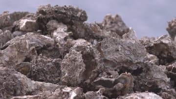 広島で発生…カキの大量死　愛媛の養殖現場でも深刻な被害　飲食店も衝撃「出荷は停止」