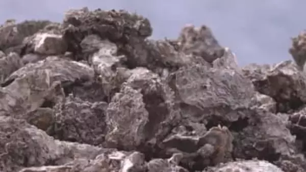 広島で発生…カキの大量死　愛媛の養殖現場でも深刻な被害　飲食店も衝撃「出荷は停止」