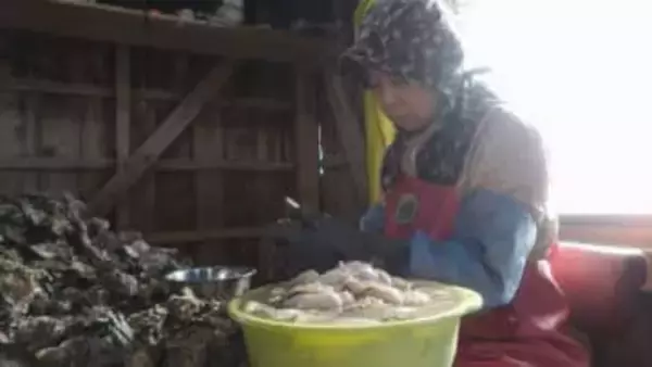 広島県での大量死にも負けず例年以上に身の太ったカキができました　愛南町で養殖カキの出荷最盛期【愛媛】