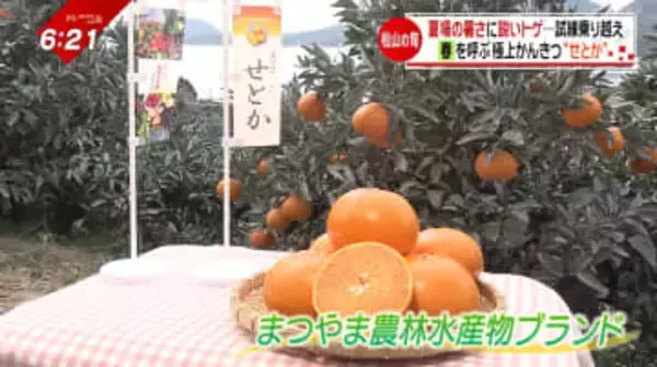 飲むゼリーはお土産にも人気！島で育った愛媛の高級かんきつ「せとか」出来栄え上々