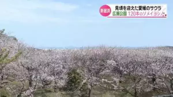 新居浜市の広瀬公園で120本のソメイヨシノが見ごろ