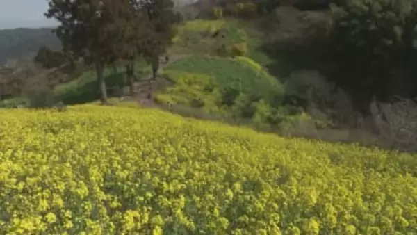 山間の耕作放棄地が花の名所に「犬寄峠の黄色い丘」4月5日まで菜の花まつりを開催 愛媛・伊予市