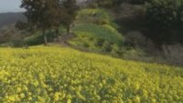 山間の耕作放棄地が花の名所に「犬寄峠の黄色い丘」4月5日まで菜の花まつりを開催 愛媛・伊予市