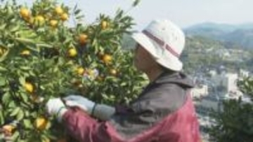 ミカン収穫に頼もしい助っ人！　全国各地から600人以上　「ミカンアルバイター」がお手伝い