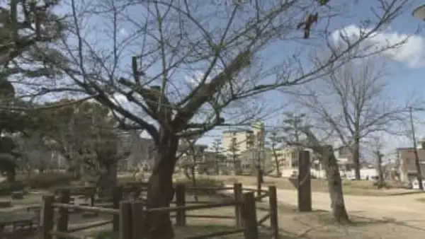 愛媛県内は風の冷たい一日、松山でのサクラ開花はいつになる？来週以降は暖かく