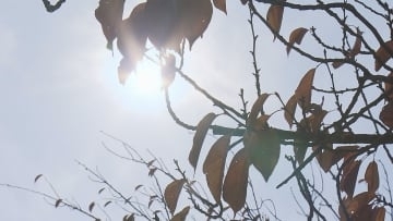 「あれ？12月だよね」師走なのに…季節外れの暖かさで松山城では伊予柑ソフトの売れ行き好調！「この時期にオーダーが来ることは無い」