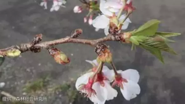 温暖化で「染井吉野（ソメイヨシノ）」が開花異常　将来的に新たなサクラの育成が必要か　冬の低温刺激不足が影響【森林総合研究所など研究グループ】