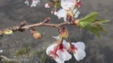 温暖化で「染井吉野（ソメイヨシノ）」が異常開花　将来的に新たなサクラの育成が必要か　冬の低温刺激不足が影響【森林総合研究所など研究グループ】