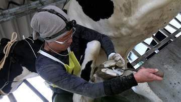 牛の蹄のかたちを整える削蹄競技大会　県内外から18人の削蹄師が出場　プロならではの技量競う【岡山】