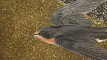 テーマは “reboot” 古典の技法や素材を新たな創作へ　日本画家・森山知己さんの個展　15日まで【岡山】