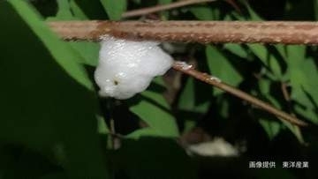 【アワフキムシ】草の茎や葉の付け根に "白い泡の塊"  その中に「小さくて黒いムシ」が住んでいる！？【謎にみちた生態】