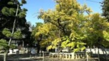 【紅葉】「黄金が極楽？！」法然上人が植えたと伝えられる「逆木のイチョウ」が見ごろ【岡山】
