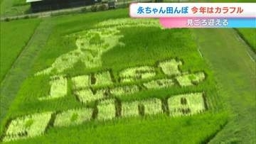 【矢沢永吉さんの姿を稲の色の違いで描く】「永ちゃん田んぼ」が見ごろ　上から見ると？【岡山】