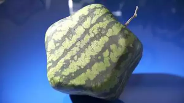 「100社にフラれても」青森の農家が『空飛ぶ星形スイカ』を作りたい...くじけず直電した岡山の町工場「おもしろそうだ」と即決し挑戦「あきらめなければ、マルにしかならないスイカもハートや星になれる‼」