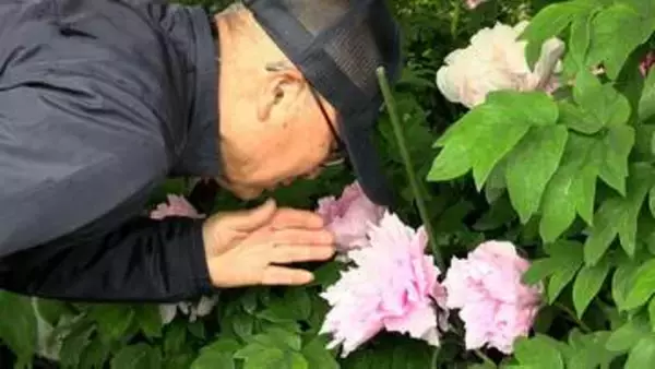 津山市の清眼寺で遅咲きのボタンが大輪の花　シャクヤクの開花も始まり美しいコントラスト【岡山】