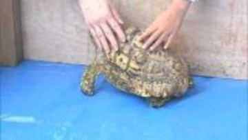 GWの池田動物園　動物たちと触れ合う特別イベント開催【岡山】