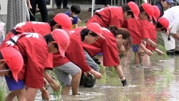 歌手の相川七瀬さん、古代米「赤米」を小学生たちと田植え【岡山】