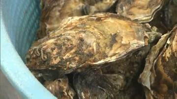 「オフシーズンの夏にもおいしいカキを楽しんで」ひなせ・かき（夏季）カキフェス【岡山・備前市】