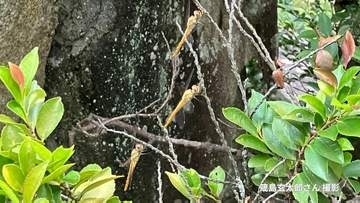 暑すぎてトンボが集団で休憩？「精霊トンボ」とも呼ばれるウスバキトンボ　楯築遺跡で撮影