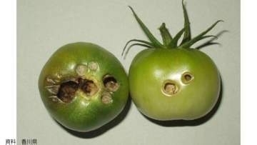 【野菜を切ったら中からイモムシ】「それは "オオタバコガ" 」ヘタの隙間などから入り込んで中を食い荒らす害虫「外見から気づきにくい！」