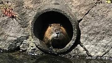 「なぜヌートリアは岡山県に多い？」広い干拓地、ため池、水田、温暖な気候…かつては「毛皮」として利用するため飼育場も