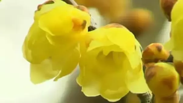 津山市でロウバイの鮮やかな黄色い花が見ごろ　早咲きの梅の花との競演も【岡山】