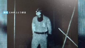 「盗んだブドウを自ら梱包し販売か」深夜のハウスから200房（40万円相当）を盗んだ疑いで42歳の男を逮捕　「防犯カメラ」に犯行の一部始終が...