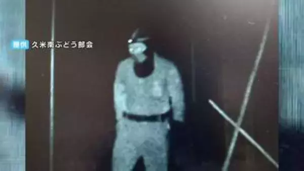 「盗んだブドウを自ら梱包し販売か」深夜のハウスから200房（40万円相当）を盗んだ疑いで42歳の男を逮捕　「防犯カメラ」に犯行の一部始終が...