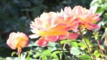 世界各国の約400品種のバラ　レオマリゾートで見ごろ「秋バラの香り楽しんで」【香川・丸亀市】