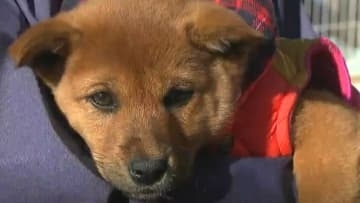 池田動物園で “岡山市動物愛護フェスティバル”　保護犬の譲渡会など　「こういった活動があることを知ってもらうきっかけに」【岡山】