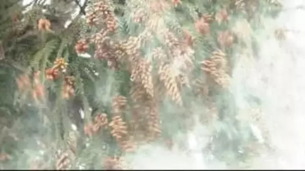 【スギ花粉】1シーズンで「人差し指の爪ほどの面積に1000個」の計算に！対策は？「通常の眼鏡でも、眼表面への花粉付着が約30〜50％程度減少」の報告も