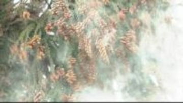 【スギ花粉】1シーズンで「人差し指の爪ほどの面積に1000個」の計算に！対策は？「通常の眼鏡でも、眼表面への花粉付着が約30〜50％程度減少」の報告も