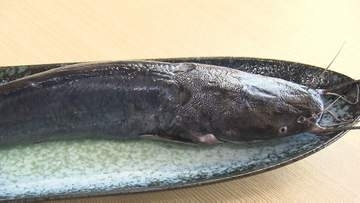 養殖ナマズ「桃太郎フィッシュ」試食会　クセがなく“刺身”から“しゃぶしゃぶ”までどんな料理にも　岡山の新たなブランドに