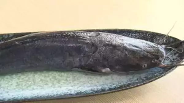 養殖ナマズ「桃太郎フィッシュ」試食会　クセがなく“刺身”から“しゃぶしゃぶ”までどんな料理にも　岡山の新たなブランドに