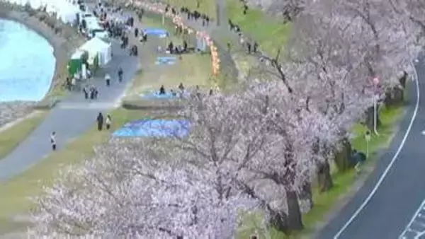 「岡山後楽園のソメイヨシノの標本木が満開に　強風で春の嵐　気温はぐんぐん上がり各地で3月の観測史上最高に」の画像