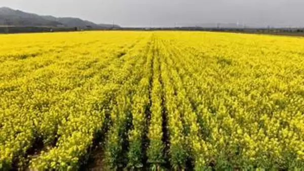 【絶景】視界一面！約1000万本の菜の花が見ごろ「黄色のじゅうたんみたい！」笠岡湾干拓地【岡山】