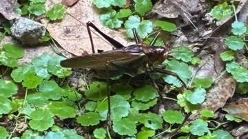 【黒いバッタ】気が荒く共食いをすることも増えるのに仲間同士が集まりやすい「群生相」？【なぜ黒い】