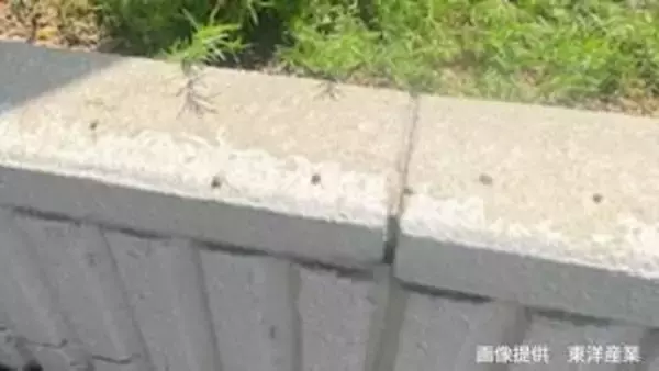 コンクリートに点々と…「小さいけれど臭い」マルカメムシ「その生態は？」【前編】