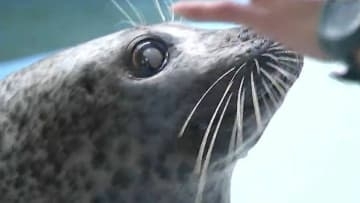 【新屋島水族館】休館中の動物たちは？飼育員たちの日常は？「動物の調子や機嫌を優先できる」1年半後リニューアルオープンへ【香川】