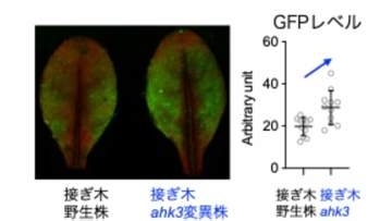 植物ホルモン「サイトカイニン」の長距離輸送メカニズムを解明「根の遺伝子」操作で葉の成長を促進【岡山大学・島根大学など】