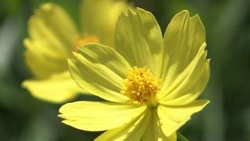 風に揺れるレモンイエローの花びらを楽しんで　「ドイツの森」で約60万本のキバナコスモスが見ごろ【岡山】