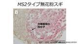「無花粉スギ（MS2タイプ）の候補遺伝子を同定　花粉を作らない原因の解明に前進【森林研究・整備機構森林総合研究所、新潟大学、東京大学、基礎生物学研究所、新潟県森林研究所、岡山大学の研究グループ】」の画像1