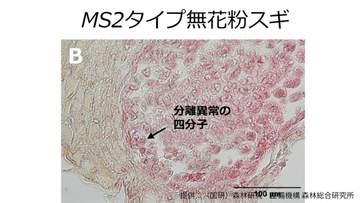 無花粉スギ（MS2タイプ）の候補遺伝子を同定　花粉を作らない原因の解明に前進【森林研究・整備機構森林総合研究所、新潟大学、東京大学、基礎生物学研究所、新潟県森林研究所、岡山大学の研究グループ】