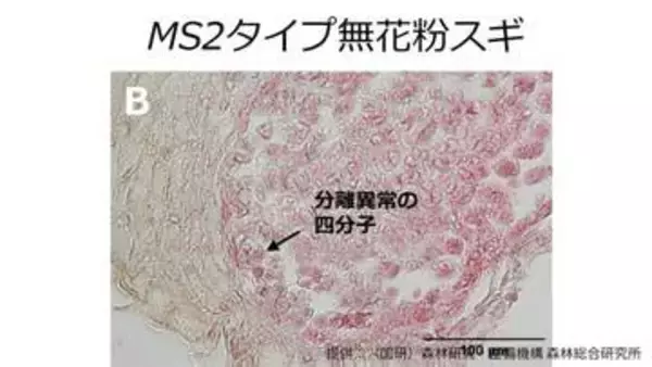 無花粉スギ（MS2タイプ）の候補遺伝子を同定　花粉を作らない原因の解明に前進【森林研究・整備機構森林総合研究所、新潟大学、東京大学、基礎生物学研究所、新潟県森林研究所、岡山大学の研究グループ】